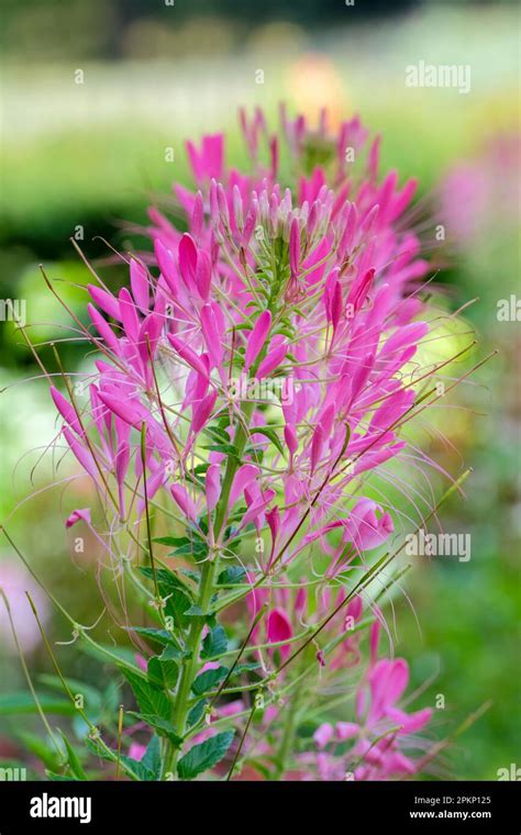 Cleome Hassleriana Cherry Queen Spider Flower Cherry Queen Spider
