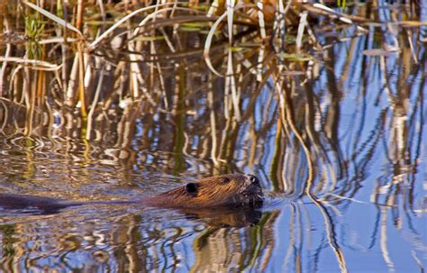 Beaver Dams Stock Photos, Pictures & Royalty-Free Images - iStock