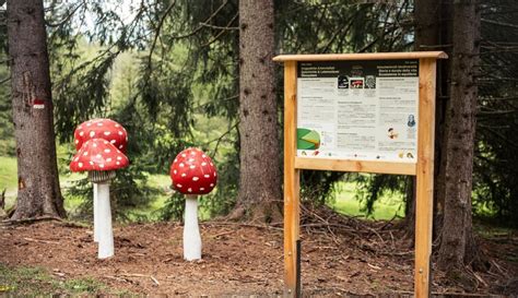 Sentiero Dei Funghi In Val Di Vizze Escursione Per Famiglie Valle