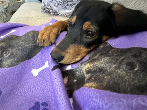 Remember Carolina? Her DNA results are in!! : r/Dachshund