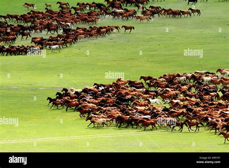 Horses on the grasslands of Inner Mongolia Stock Photo - Alamy