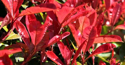 How To Plant And Grow Red Tip Photinia Gardener’s Path