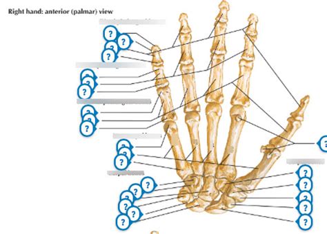 Wrist And Hand Diagram Quizlet