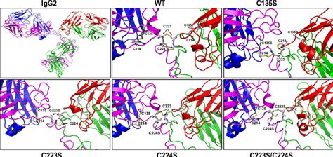 Structural Models Of The Cys → Ser Mutants Homology Model Of The Wild