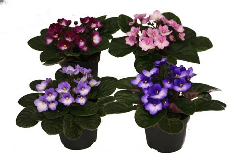 Сейнтполия City-line Trendy Blue ф12/Н:18см 23479838 на топ цена — Home ...