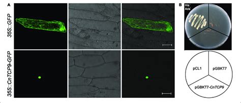 | Subcellular localization and transcriptional activation. (A ...