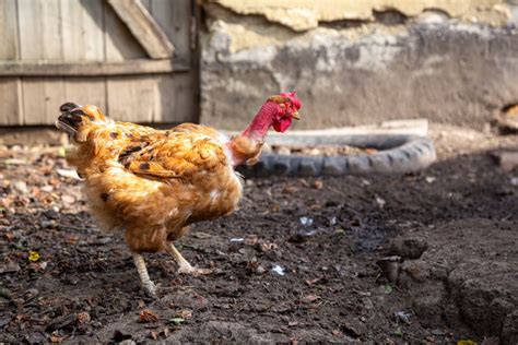 Turken Naked Neck Chicken Breed Info Where To Buy Chicken Chicks Info