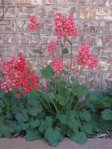 27 Easy Ground Covers For Clay Soil Sorted Choices Food Forest Living