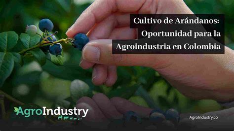 Cultivo de Arándanos Oportunidad para la Agroindustria en Colombia