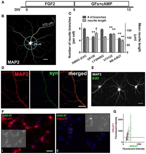 Neurites Branching Requires Erk12 And Plcγ Activation Some Neurons