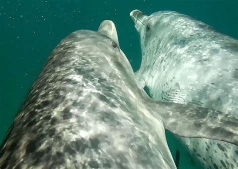 The 10 Best Kailua Kona Dolphin And Whale Watching Activities