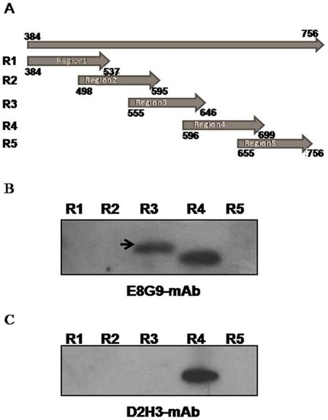 Epitope Mapping Of E8g9 A Schematic Representation Of Different