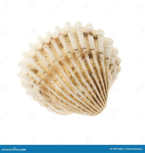 coquille de coque photo stock image du duree simple
