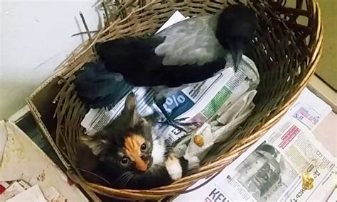 Как ворона стала кормилицей котенка - Я люблю тебя, жизнь!