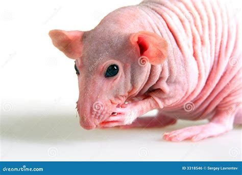 695 Naked Rat Photos Free Royalty Free Stock Photos From Dreamstime