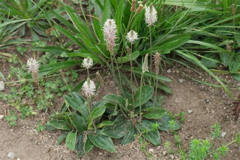 Plantago crassifolia