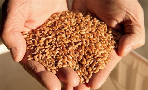 Wheat Weaving Glossary Illinois Farm Bureau Partners