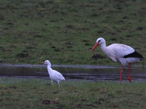 Koereiger - Bird Pictures