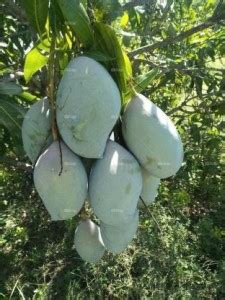 Infinite Green Mango Plant Price In India Buy Infinite Green Mango