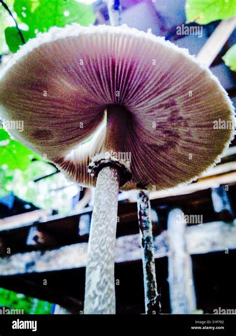 Mushroom cap from underneath Stock Photo - Alamy