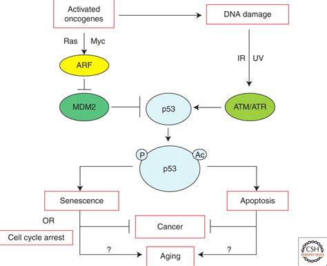 Using Mice to Examine p53 Functions in Cancer, Aging, and Longevity