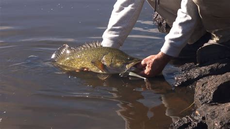 How To Catch Murray Cod On Soft Plastics Welcome To Fishing Youtube