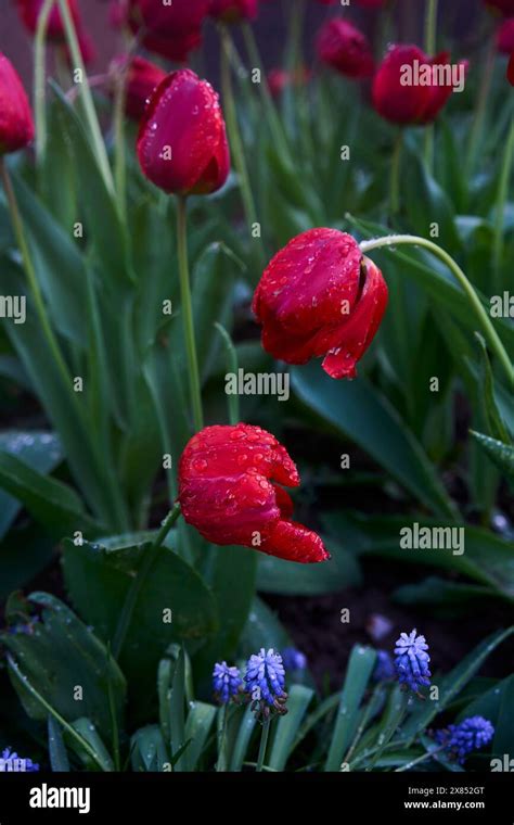 give    kiss  res stock photography  images alamy