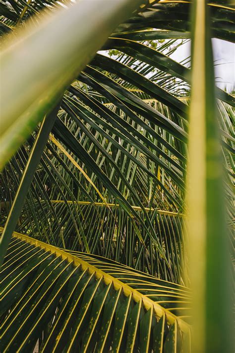 Palm Leaves Branches Green Plant Hd Phone Wallpaper Peakpx