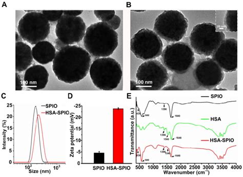 Characterization of SPIO and HSA-SPIO. (A) TEM images of SPIO and (B ...