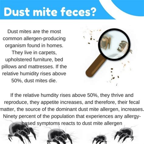 Dust Mites And Their Habitat Carpet Cleaning Kings