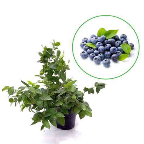 Dedeman Arbust Fructifer Afin Vaccinium Corymbosum 2883 La Ghiveci