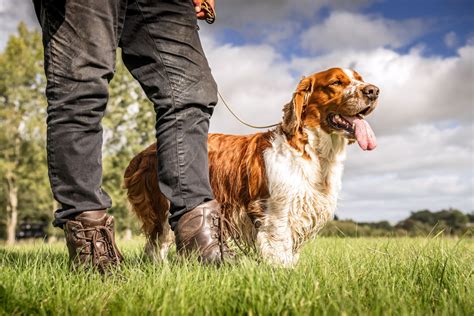 Welsh Springer Spaniels They Find A Way Of Winding Themselves Around