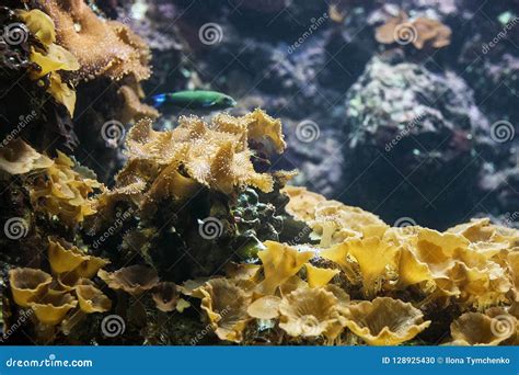 Ricordea Mushroom Coral Ricordea Yuma In Aquarium Stock Photo Image