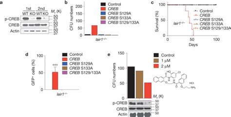 The Itim Containing Receptor Lair1 Is Essential For Acute Myeloid