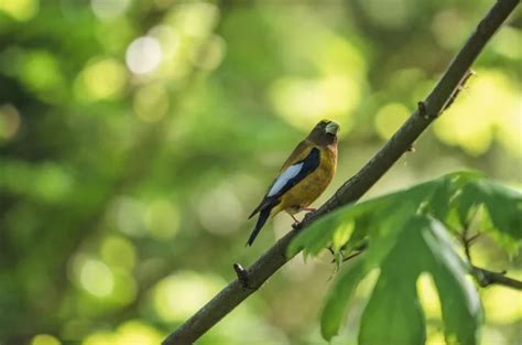 Grosbeaks Save The Eagles