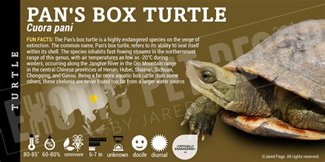 cuora pani pans box turtle cards  enclosure labels exotic pet decor