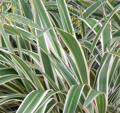 Dianella Tasmanica Variegata Plants Ornamental Grasses Live Plants