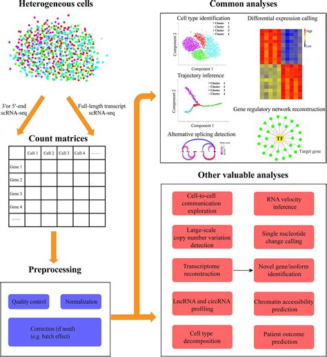 Frontiers Exploring Additional Valuable Information From Single Cell