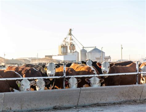 Genetic research will guide the american hereford association 28