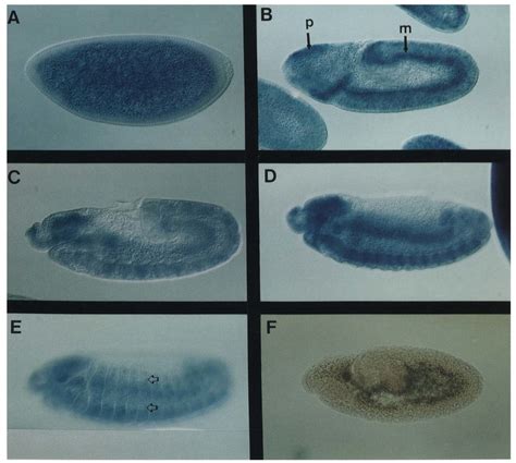 Embryonic Expression Pattern Of Spi Whole Mount Drosophila Embryos Download Scientific Diagram