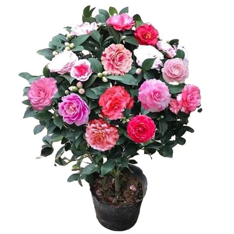 Flowers That Represent Resilience Symbolism Types And Cultural