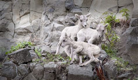 Big Horn Sheep » Jim Child Photography