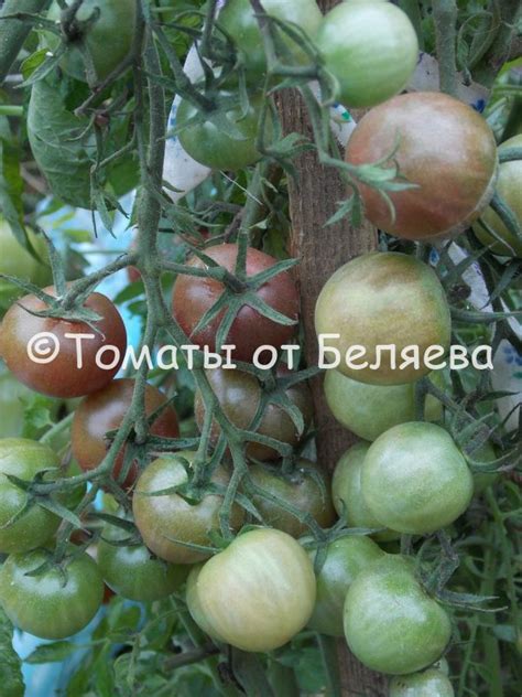 Томат Шоколадная вишня • Описание, ОТЗЫВЫ, Фото, Семена