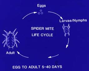 Spider mite life cycle – Wisconsin Horticulture