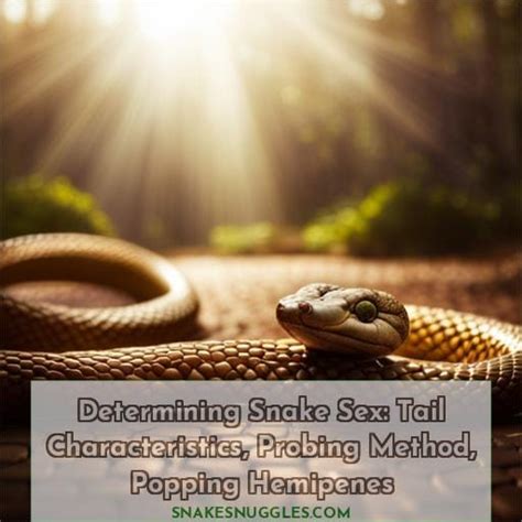 Determining Snake Sex Tail Characteristics Probing Method Popping Hemipenes