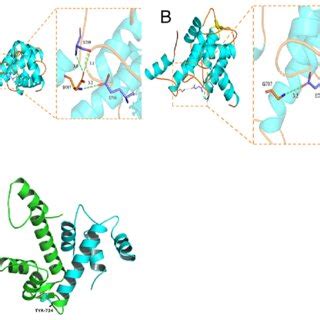 Three Dimensional Structure Model Of CAPN3 Protein A Whole And Local