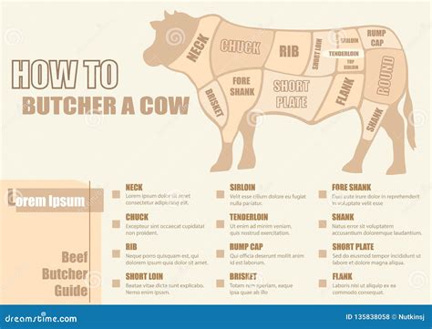 Cortes Del Diagrama De La Carne De Vaca Ilustraci N Del Vector