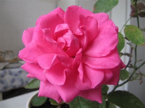 Моя роза. | Flowers, Rose, Plants