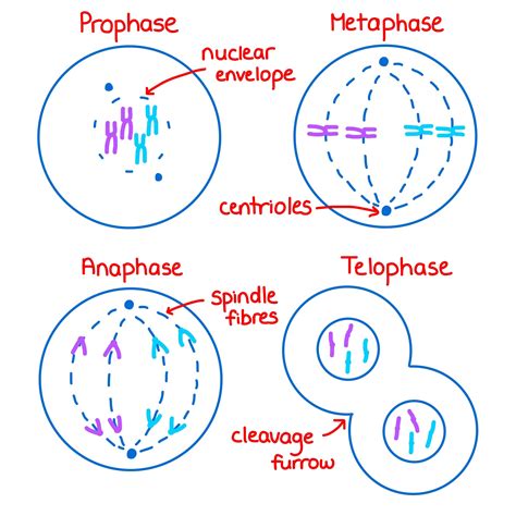 Mitosis Cell Division Ep 2 Zoë Huggett Tutorials