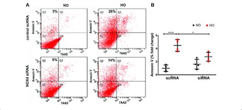 Nox Expression Regulates Ho Induced Apoptosis In Lung Epithelial